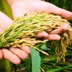 Food Security