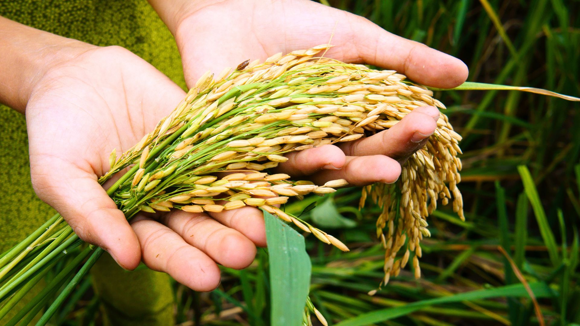 Food Security