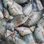 Tilapia