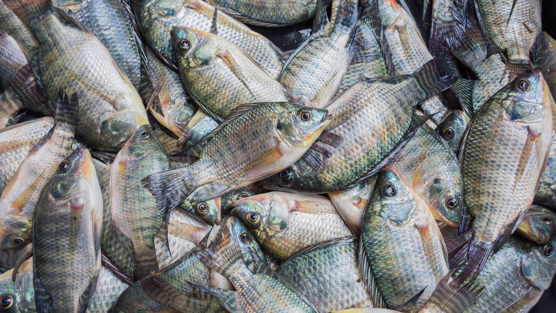 Tilapia