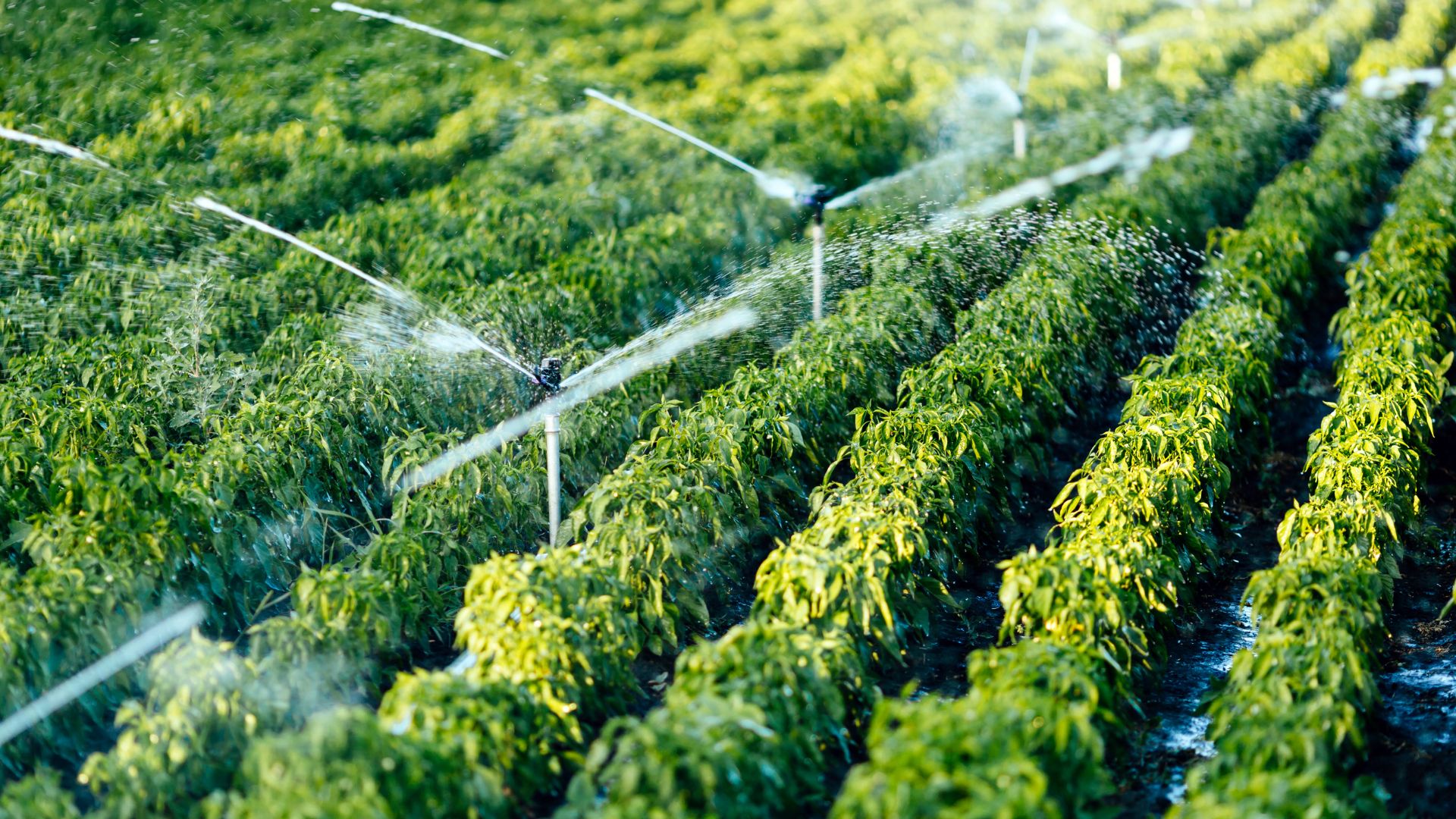 Water Irrigation system